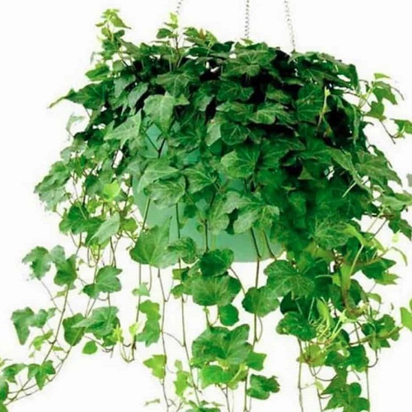 Các cây phong thủy phòng ngủ vừa tốt cho sức khỏe vừa hợp phong thủy 33 Cây thường xuân