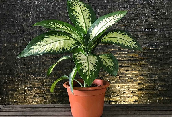 Các cây phong thủy phòng ngủ vừa tốt cho sức khỏe vừa hợp phong thủy 27 Cây vạn niên thanh