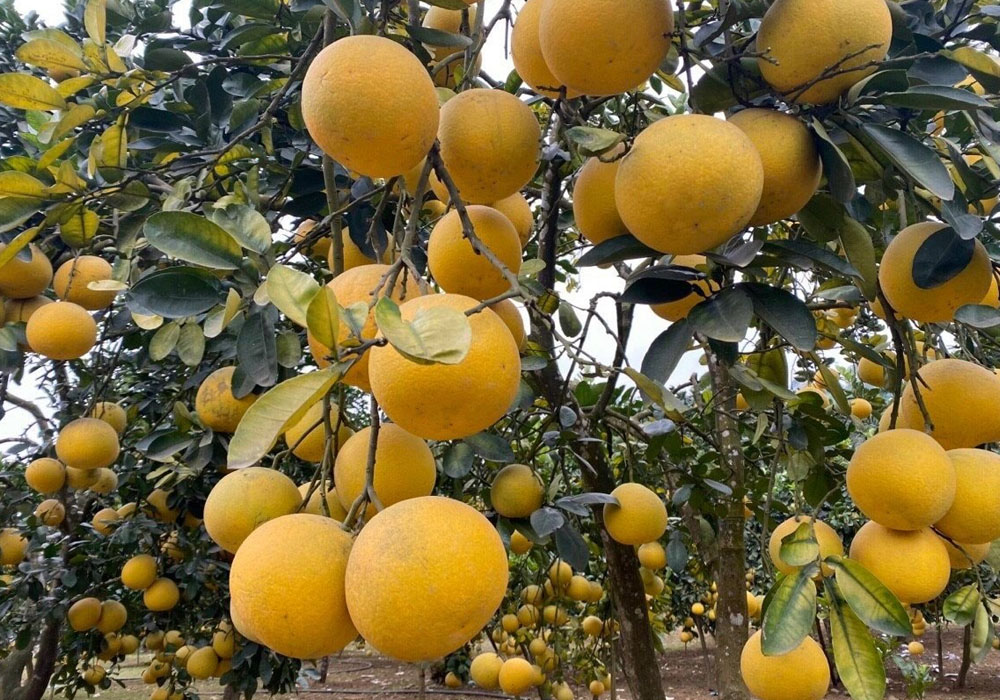 Quả bưởi trong mâm ngũ quả cúng động thổ