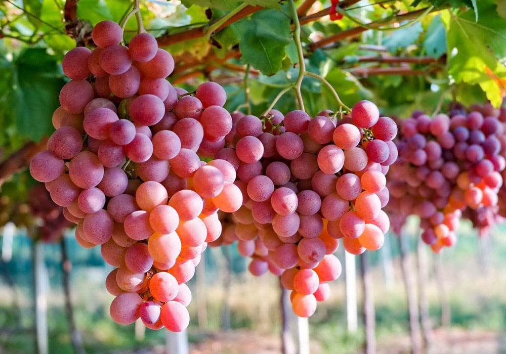 Quả nho trong mâm ngủ quả cúng động thổ